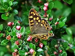 Tircis (Pararge aegeria) sur Cotoneaster horizontalis