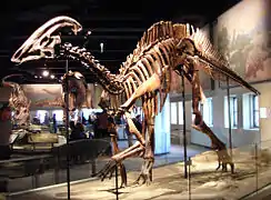Squelette de Parasaurolophus.