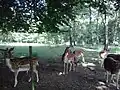 Daims