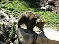 Un ours brun.