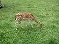 Animaux du parc