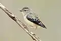 Pardalote pointillée femelle à Lithgow, Nouvelle-Galles du Sud, Australie. Octobre 2019.
