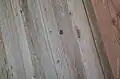 Bois scolyté valorisé en parement