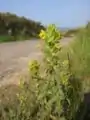 Parentucellia viscosa au bord d'une route corse.