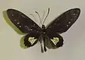Parides chabrias ygdrasilla ♂