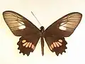 Parides neophilus