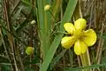 Des fleurs près de lac de Brzostek.