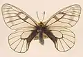 Parnassius glacialis