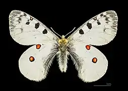 ♂ Cervières MHNT