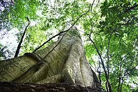 Ibiporã