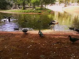 Parauapebas