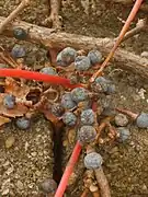 Fruits en hiver