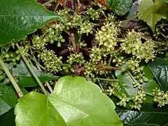 Fleurs