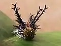 Tête de la chenille