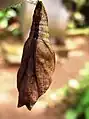 Chrysalide