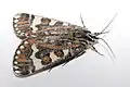 Imago