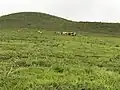 Pâturage du bétail, Bih