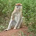 Singe Patas (Erythrocebus patas)