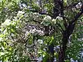 Paulownia fortunei (en).