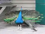Paon bleu.
