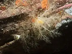 Tentacules buccaux.