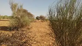 Abala (Niger)