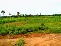 Borassus aethiopum à Golo-Djigbé