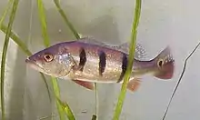 Le Cichla ou Tucunaré est un poisson sédentaire. Il mesure de 30 cm à 1 mètre et pèse entre 3 et 10 kilos. Il vit dans les lacs, rivières et estuaires, préférant les eaux lentes ou stagnantes. Il est recherché par les pêcheurs sportifs. Dans le Paraguaçu, l'espèce Cichla orinocensis (photo ci-dessus) prédomine.