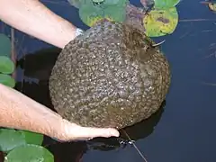 Zoarium sorti de l'eau
