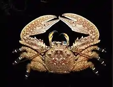 Petrolisthes tuberculatus.