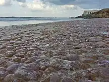 Spectaculaire échouage de méduses à Bizerte en Tunisie.