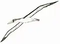 Dessin de Pelagornis, par Diego Ortega.