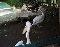 Pélicans.
