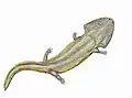 Pelorocephalus, un chigutisauridé (en)
