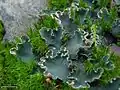 Peltigeraceae :Peltigera malacea