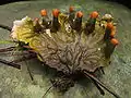 Peltigerales :Peltigera membranacea