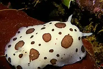 Peltodoris (Discodoris) atromaculata