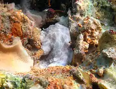 Peltodoris murrea