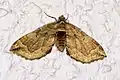 Pelurga comitata  (Linnaeus, 1758)