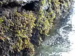 Pelvetia canaliculata entre les niveaux des hautes mers de vives eaux et des hautes mers de mortes eaux.
