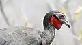 Penelope albipennis, l'oiseau symbole du département.