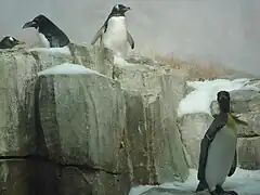 Quatre manchots dans le biodôme.