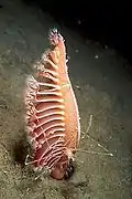 exemple de Pennatulacea (Pennatula rubra)