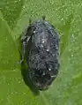 Penthimia americana, Oklahoma (États-Unis).