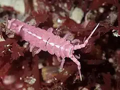 Pentidotea aculeata