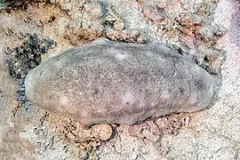 Holothuria (Microthele) fuscogilva au large du Ras Mohammed, mer Rouge, Égypte. Mars 2022.