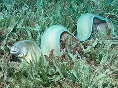 Gymnothorax griseus