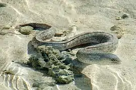 Gymnothorax pictus