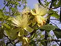 Fleurs et feuilles  de Caryocar brasiliense.