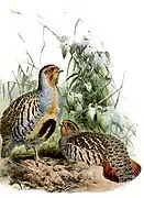 Perdix dauurica